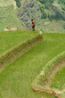riziere de montagne (Yunnan - Chine)