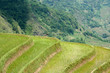 riziere de montagne (Yunnan - Chine) riziere de montagne (Yunnan - Chine)