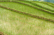 riziere de montagne (Yunnan - Chine) riziere de montagne (Yunnan - Chine)