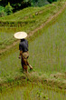 riziere de montagne (Yunnan - Chine) riziere de montagne (Yunnan - Chine)
