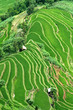 riziere de montagne (Yunnan - Chine) riziere de montagne (Yunnan - Chine)