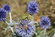 insecte insecte