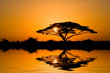 Acacia Tree at Sunrise in Kenya