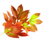 bouquet de feuilles d'automne