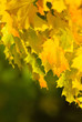 Maple in autumn. Maple in autumn.