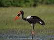 Sattelstorch (Ephippiorhynchus senegalensis)