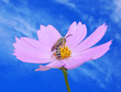 Bee on flower