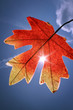 Photo: Herbstlaub Herbstlaub