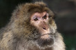 Portrait of a Berber Monkey with a dark background Portrait of a Berber Monkey with a dark background