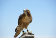 Greifvogel