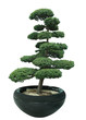 grand bonzai