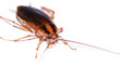disgusting cockroach isolated on white