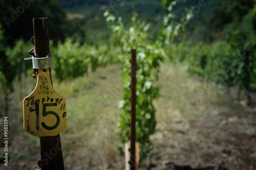 Photo: Tempranillo Tempranillo