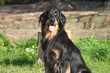 portrait d'un hovawart noir et feu portrait d'un hovawart noir et feu