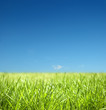 Grass and blue sky