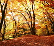 Autumn scene