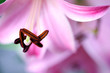Floral abstract - closeup of pink lily
