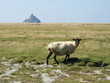 Moutons devant le mont saint michel