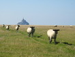 Moutons devant le mont saint michel