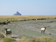 Moutons devant le mont saint michel