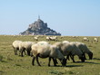Moutons devant le mont saint michel