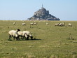 Moutons devant le mont saint michel