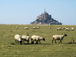 Moutons devant le mont saint michel