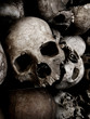 human skulls
