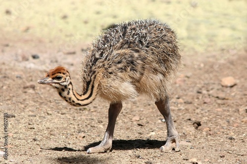 Small Cute Babies Photos on Photo  Small Cute Baby Ostrich Looking For Food    Duncan Noakes