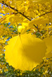 Aspen leaf Aspen leaf