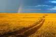 Beautiful yellow landscape with the sun grass and brown road.