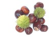 Conkers and shells
