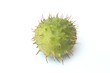 Single conker shell