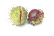 Conker and shell