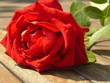 Rose rouge