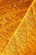 Close up of Autumn Leaf with water drop Close up of Autumn Leaf with water drop