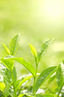 Tea Leaf With Plantation In Th...