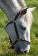 Cheval blanc Cheval blanc