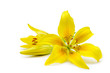 Yellow lily isolated on white background