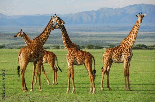 Photo: Giraffes herd in savannah Giraffes herd in savannah
