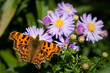 Tortoiseshell Butterfly