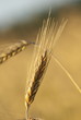 Golden cereal close up photograph