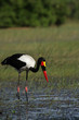 Sattelstorch (Ephippiorhynchus senegalensis)