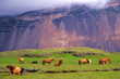 Icelandic horses in a peaceful meadow, Iceland