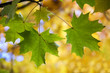 Maple and yellow foliage for background