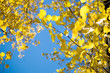 Yellow foliage on blue background. Autumn.