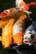 KOI FISH FEEDING FRENZY