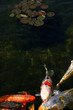 KOI POND FEEDING FRENZY