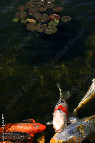 Photo: KOI POND FEEDING FRENZY KOI POND FEEDING FRENZY
