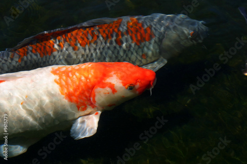 Photo: Koi fish swimming together Koi fish swimming together